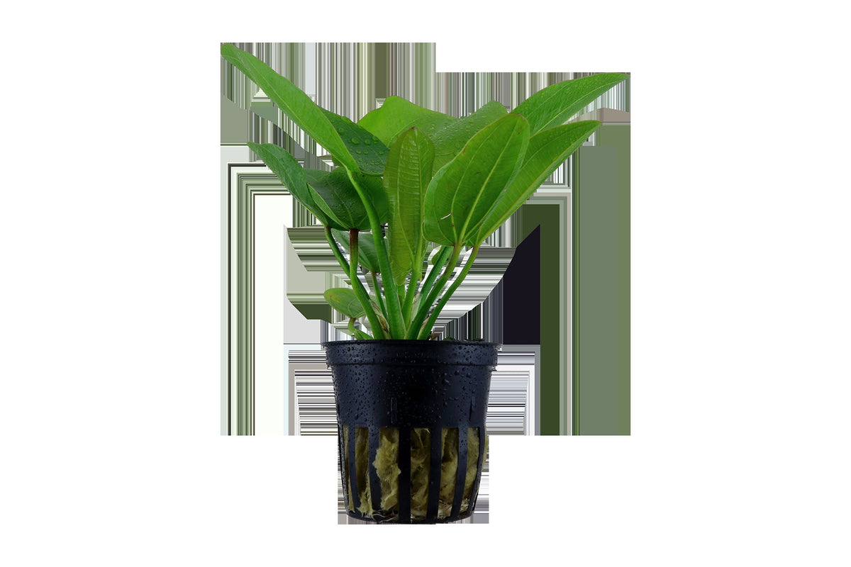 Echinodorus 'Aquartica' — Potted