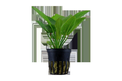 Echinodorus 'Aquartica' — Potted