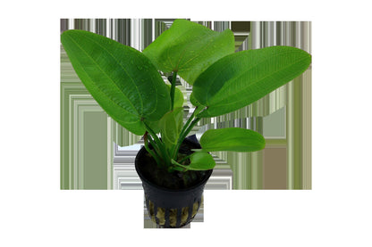 Echinodorus 'Aquartica' — Potted