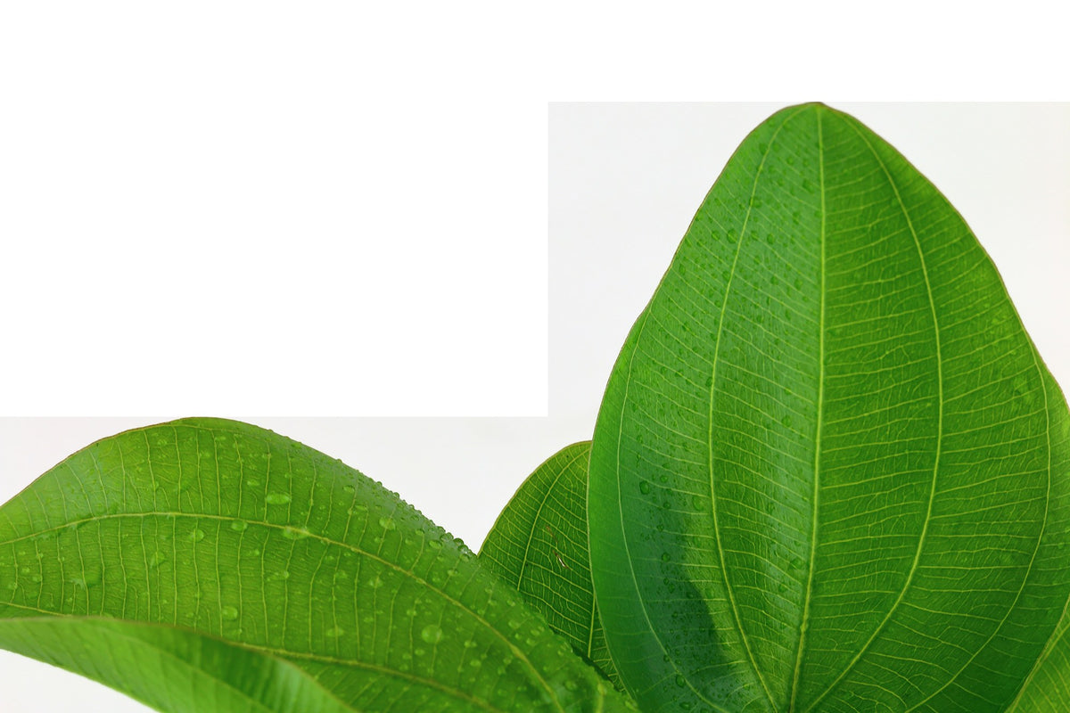Echinodorus 'Aquartica' — Potted