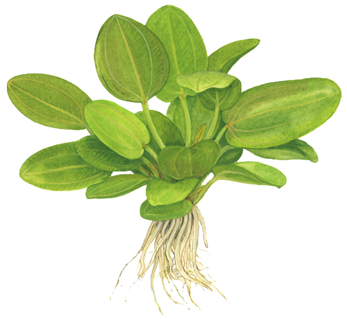 Echinodorus 'Aquartica' — Potted