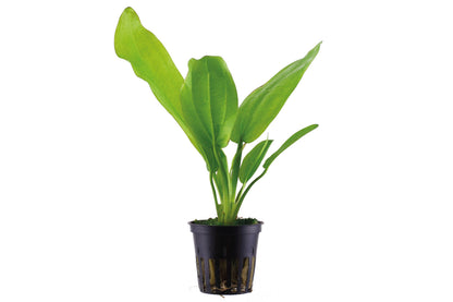 Echinodorus cordifolius 'Fluitans' Potted Aquarium Plant — Potted