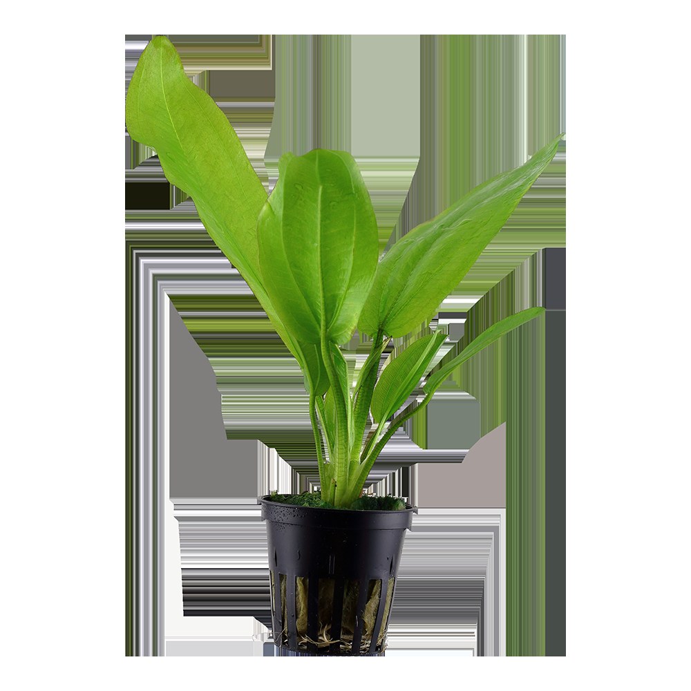 Echinodorus cordifolius 'Fluitans' Potted Aquarium Plant — Potted