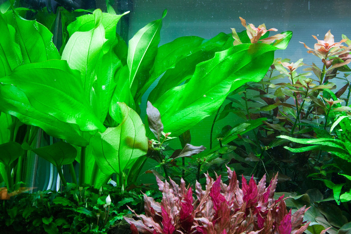 Echinodorus cordifolius 'Fluitans' Potted Aquarium Plant — Potted