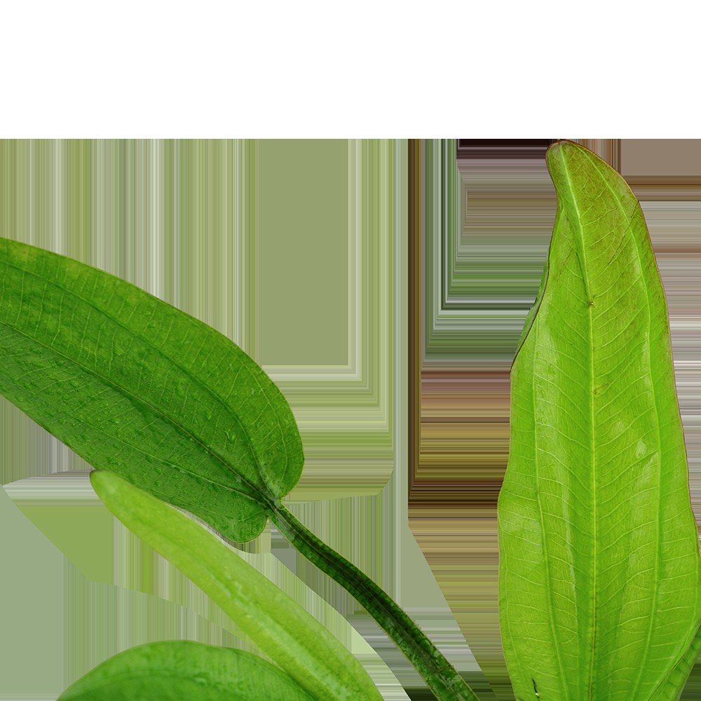 Echinodorus cordifolius 'Fluitans' Potted Aquarium Plant — Potted