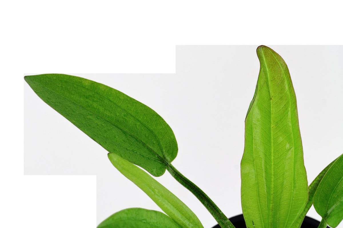 Echinodorus cordifolius 'Fluitans' Potted Aquarium Plant — Potted
