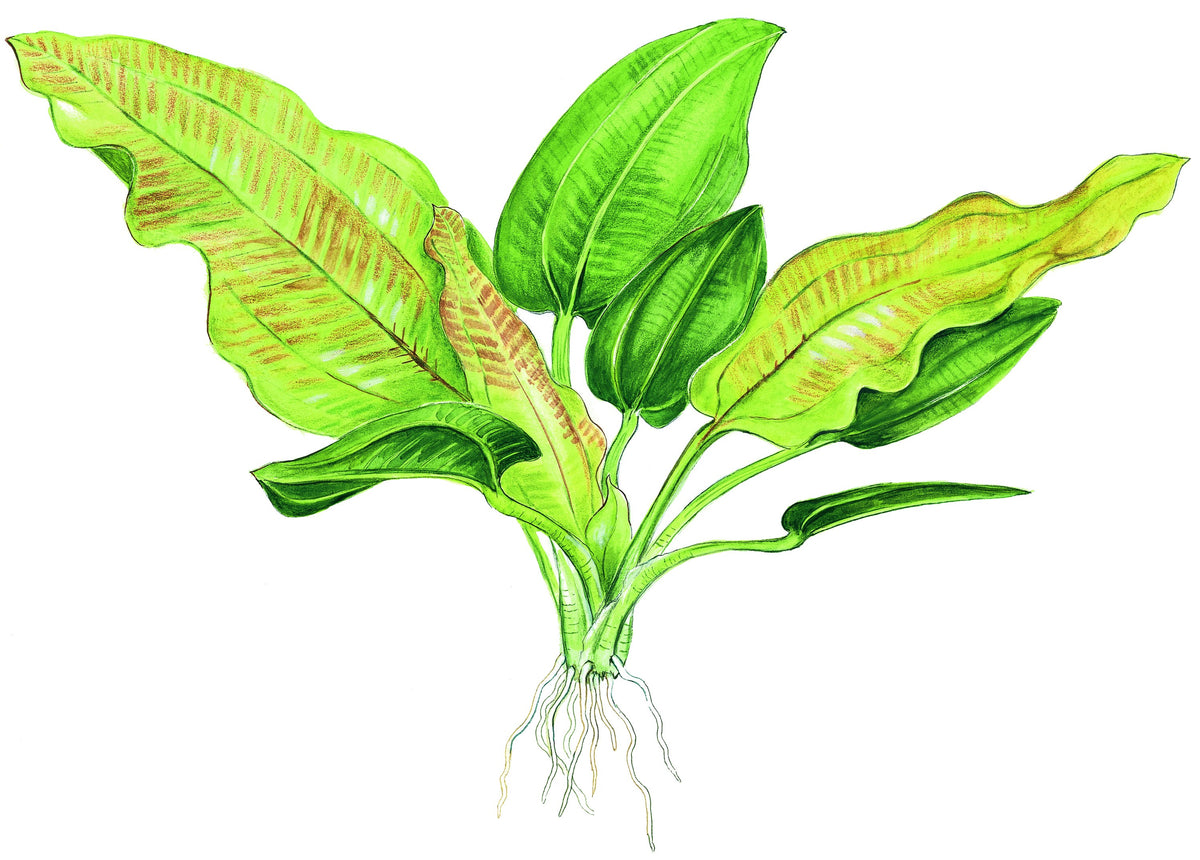 Echinodorus cordifolius 'Fluitans' Potted Aquarium Plant — Potted