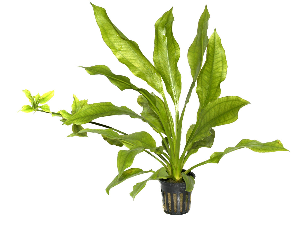 Echinodorus grisebachii 'Bleherae' — Potted