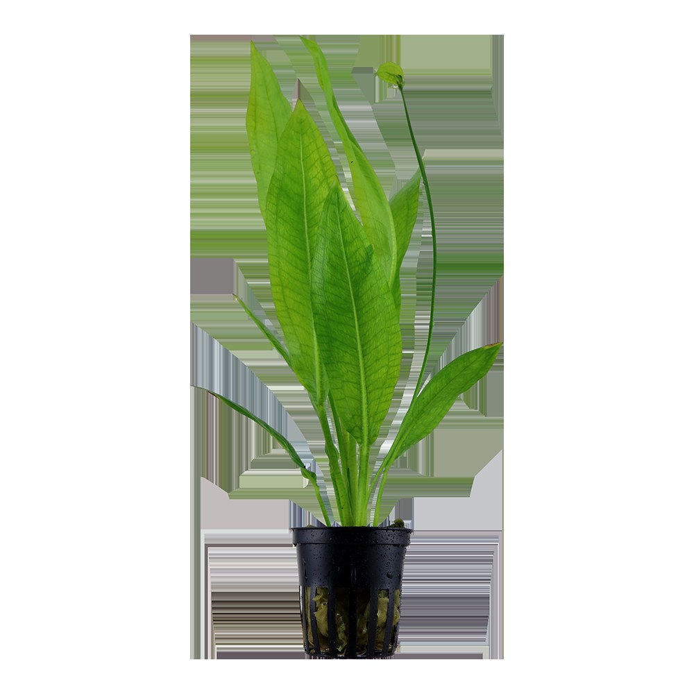Echinodorus grisebachii 'Bleherae' — Potted