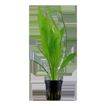 Echinodorus grisebachii 'Bleherae' — Potted