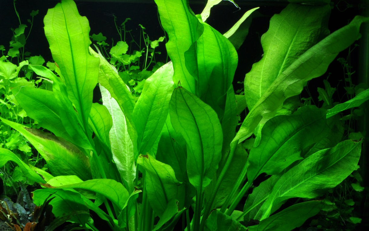 Echinodorus grisebachii 'Bleherae' — Potted