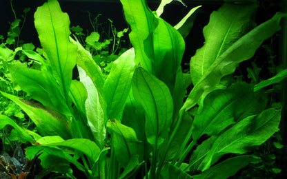Echinodorus grisebachii 'Bleherae' — Potted