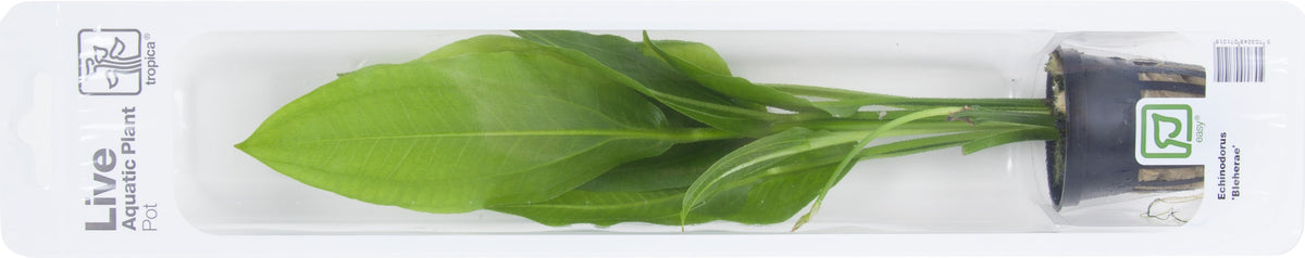 Echinodorus grisebachii 'Bleherae' — Potted