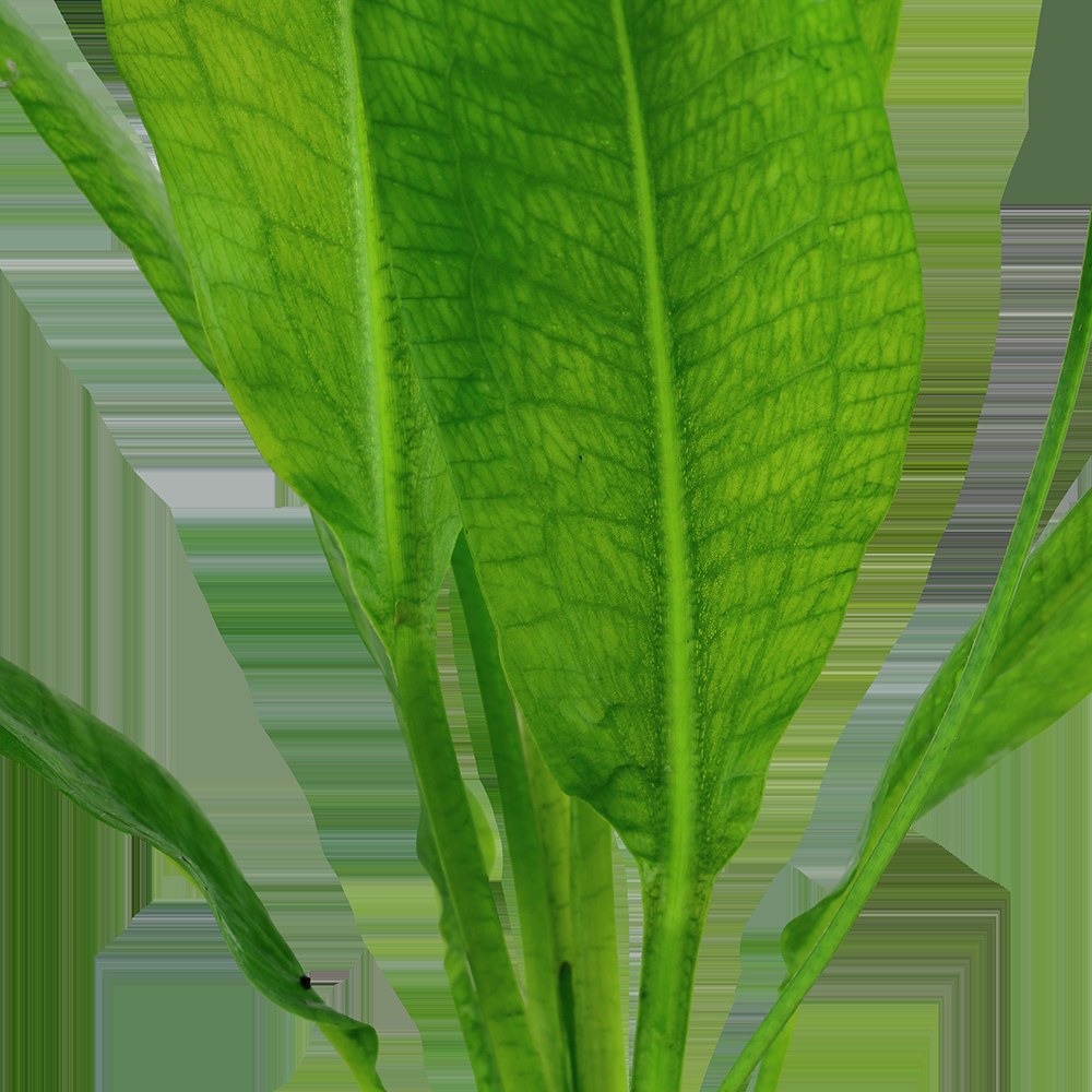 Echinodorus grisebachii 'Bleherae' — Potted
