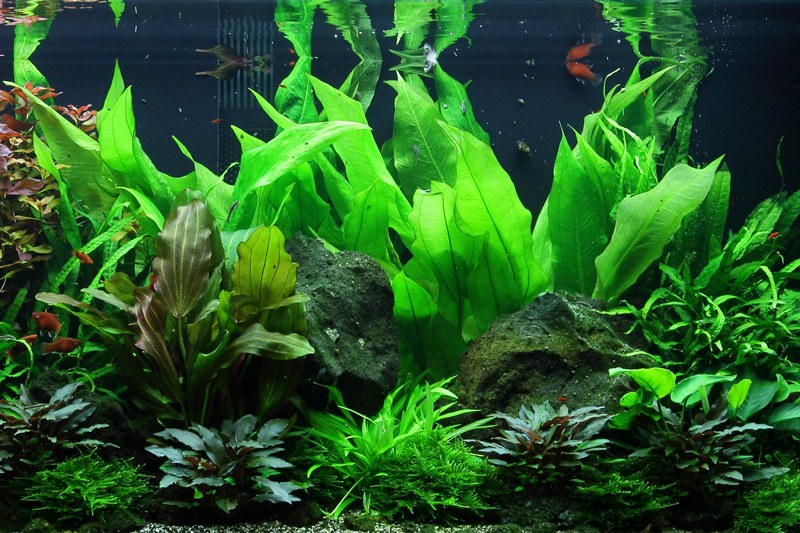 Echinodorus grisebachii 'Bleherae' — Potted