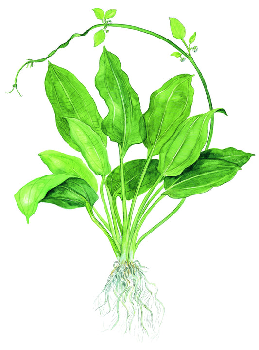 Echinodorus grisebachii 'Bleherae' — Potted