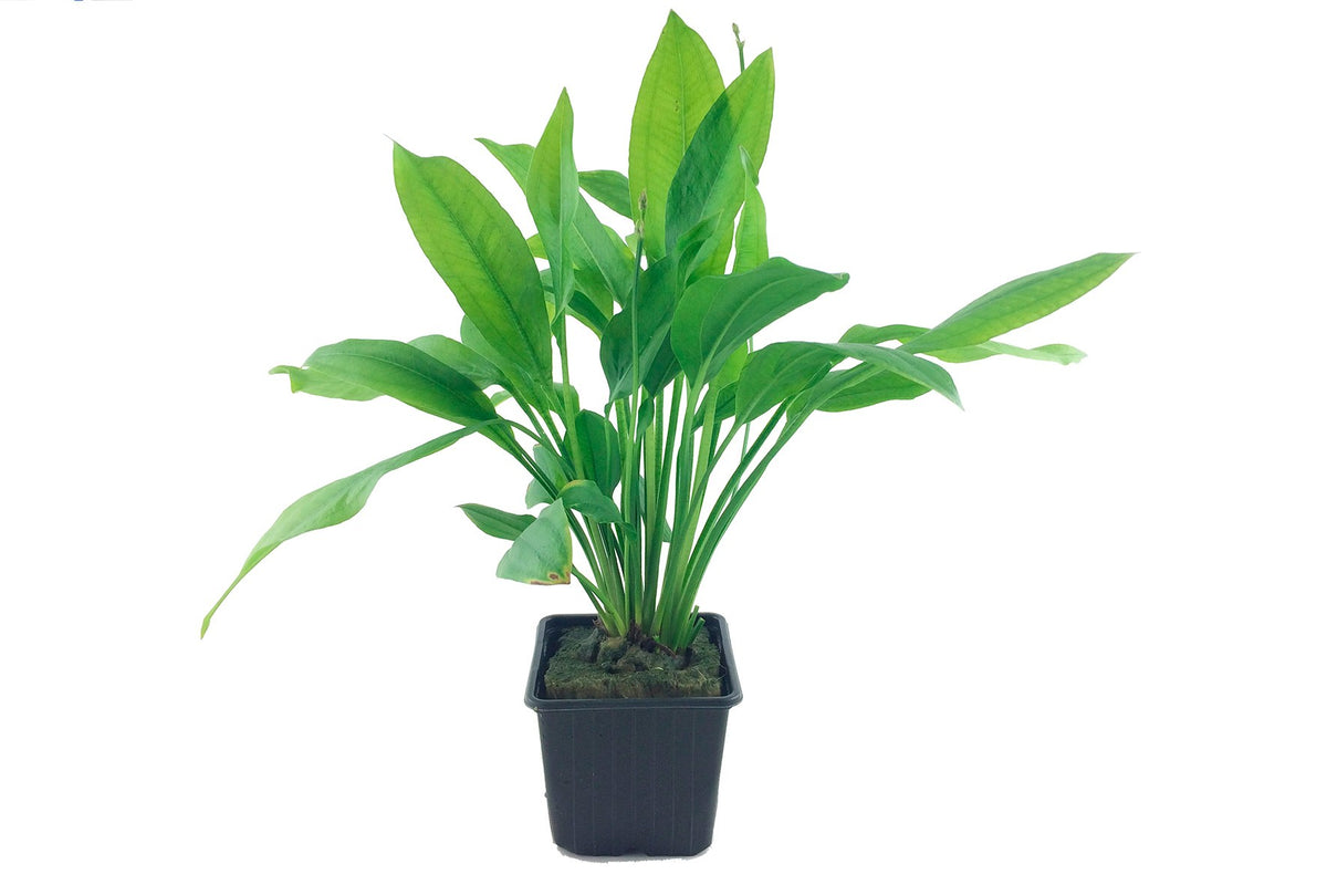 Echinodorus grisebachii 'Bleherae' — XL mother plant