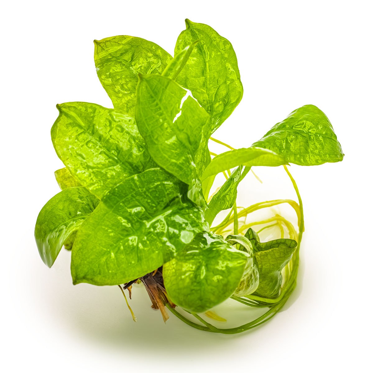 Echinodorus grisebachii 'Tropica' Sword Plant — 1-2-Grow!