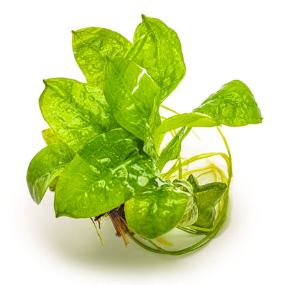 Echinodorus grisebachii 'Tropica' Sword Plant — 1-2-Grow!