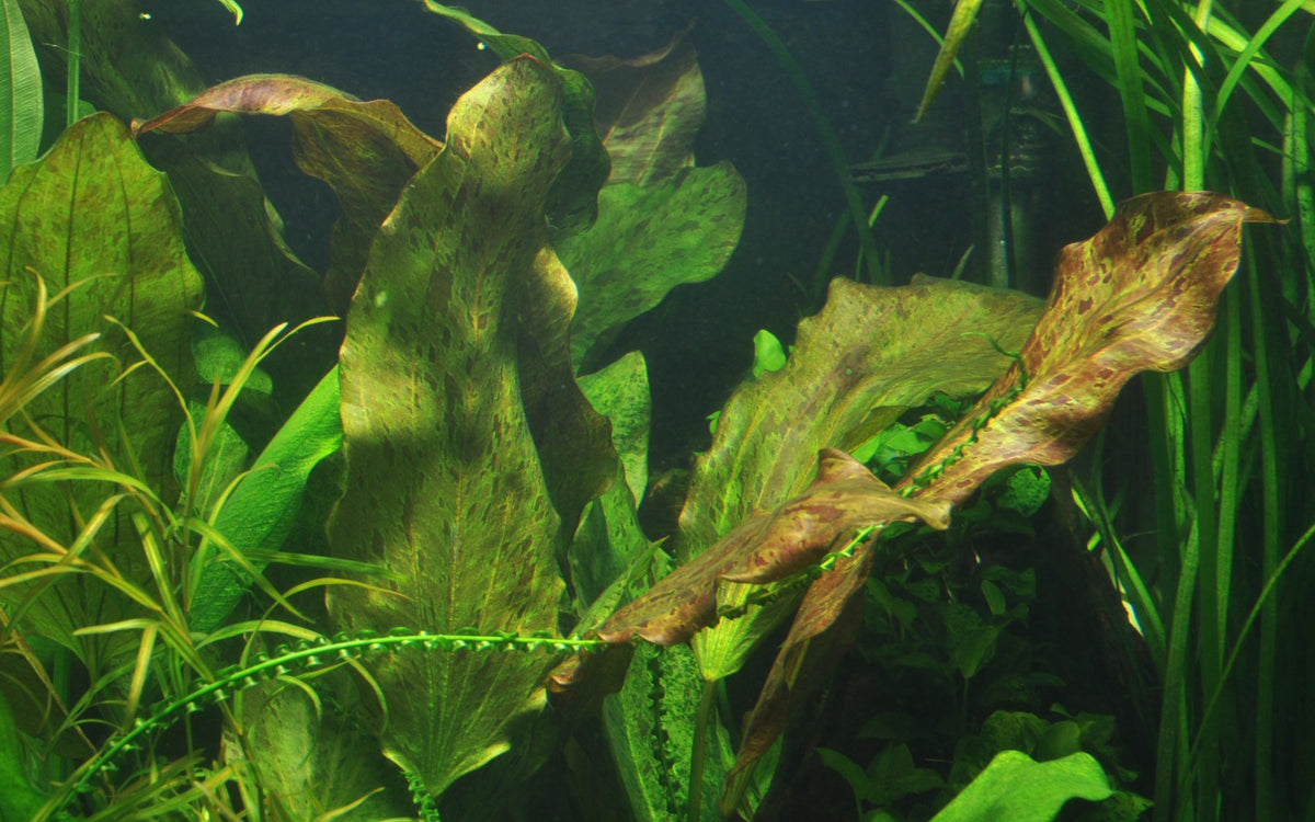 Echinodorus 'Ozelot' Aquarium Plant