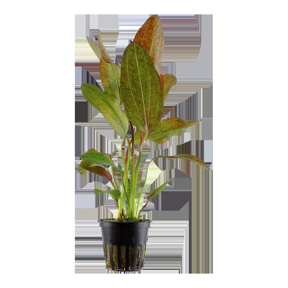 Echinodorus 'Ozelot' Aquarium Plant — Potted