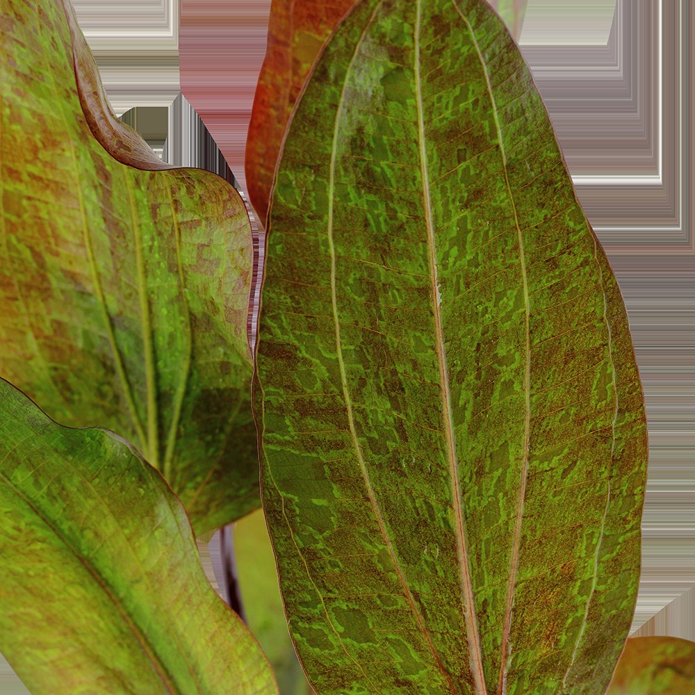 Echinodorus 'Ozelot' Aquarium Plant — Potted
