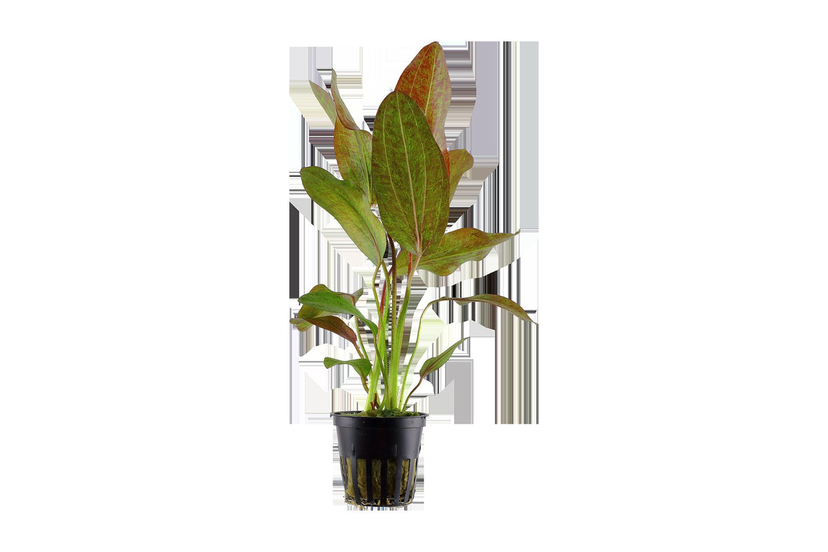 Echinodorus 'Ozelot' Aquarium Plant — Potted
