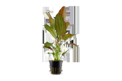 Echinodorus 'Ozelot' Aquarium Plant — Potted