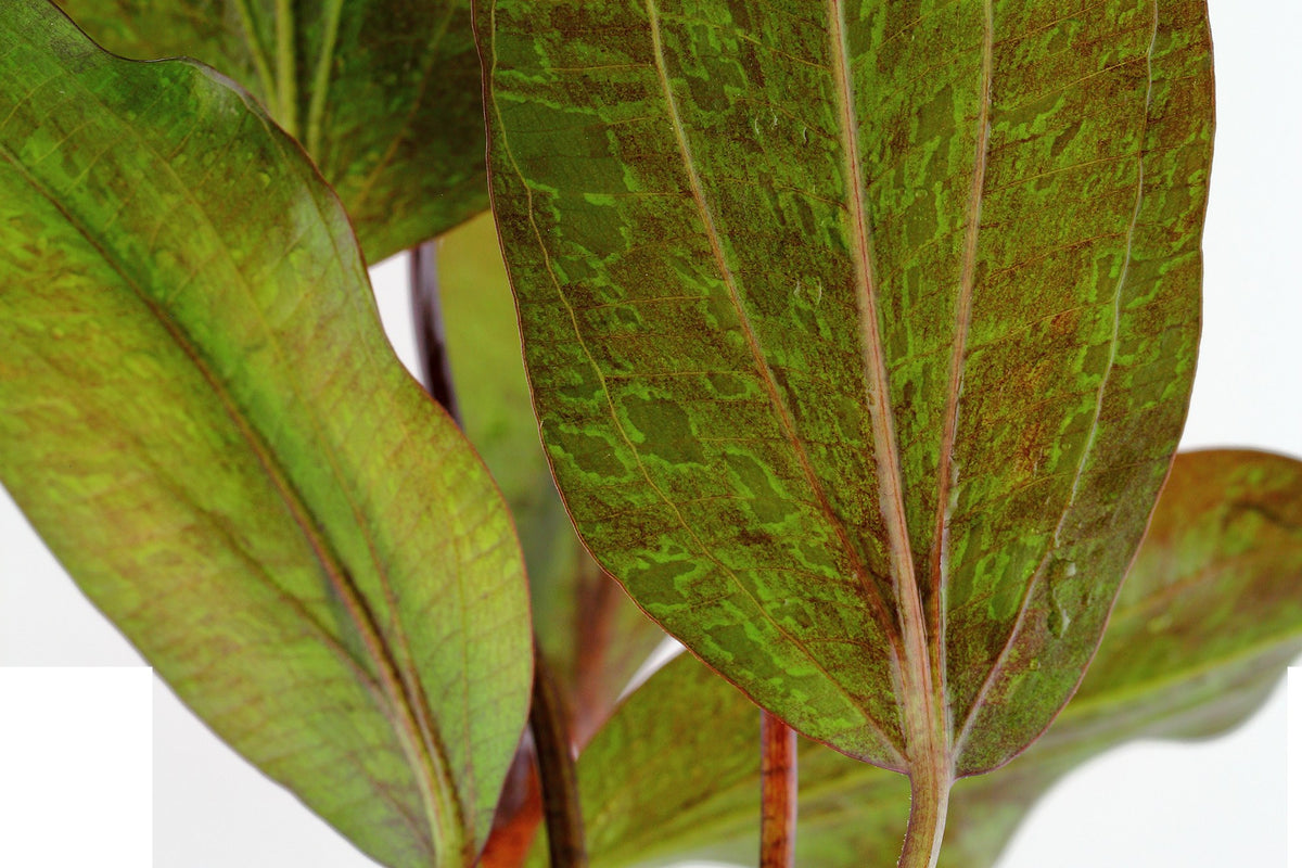 Echinodorus 'Ozelot' Aquarium Plant — Potted