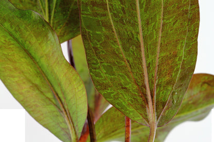 Echinodorus 'Ozelot' Aquarium Plant — Potted