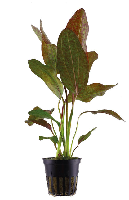 Echinodorus 'Ozelot' Aquarium Plant — Potted