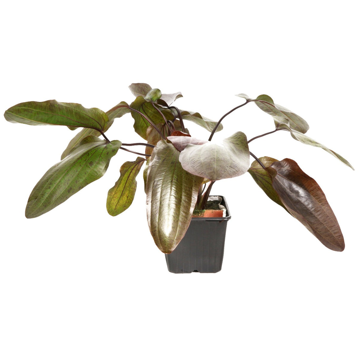 Echinodorus 'Ozelot' Aquarium Plant — XL mother plant