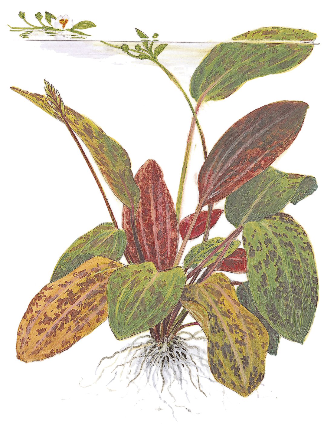 Echinodorus 'Ozelot' Aquarium Plant