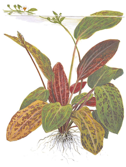 Echinodorus 'Ozelot' Aquarium Plant