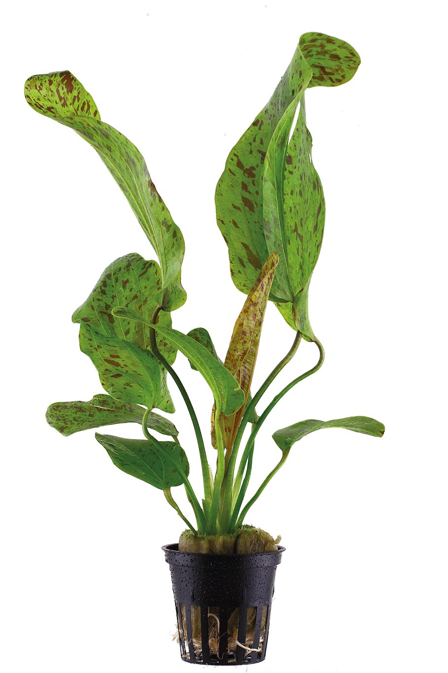 Echinodorus 'Ozelot Green' Potted Aquarium Plant — Potted
