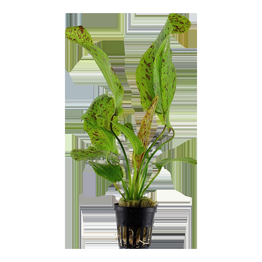 Echinodorus 'Ozelot Green' Potted Aquarium Plant — Potted