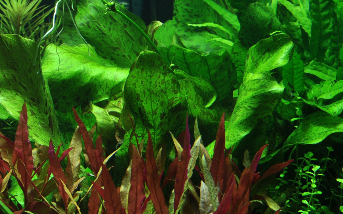 Echinodorus 'Ozelot Green' Potted Aquarium Plant — Potted