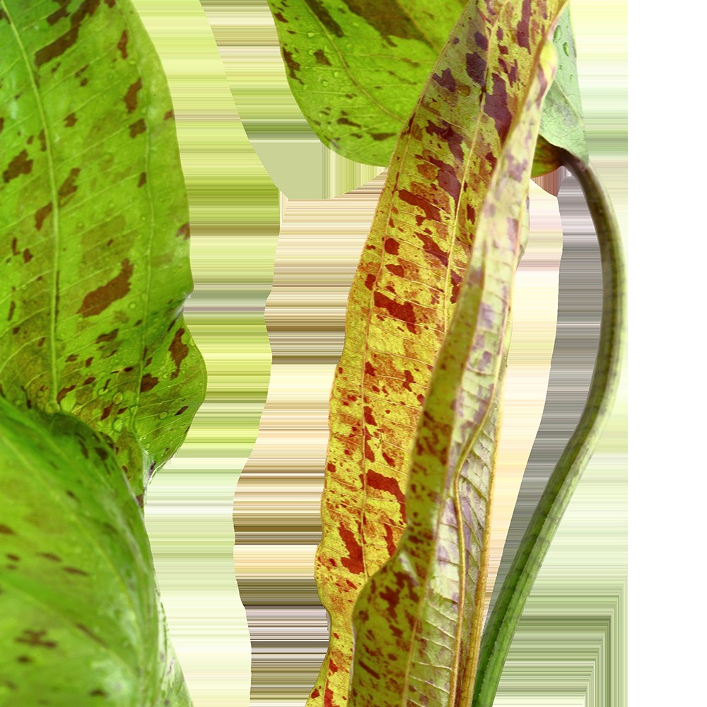 Echinodorus 'Ozelot Green' Potted Aquarium Plant — Potted