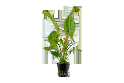 Echinodorus 'Ozelot Green' Potted Aquarium Plant — Potted