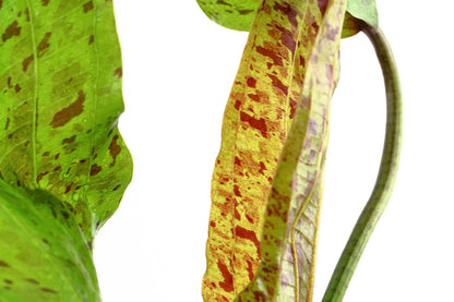 Echinodorus 'Ozelot Green' Potted Aquarium Plant — Potted