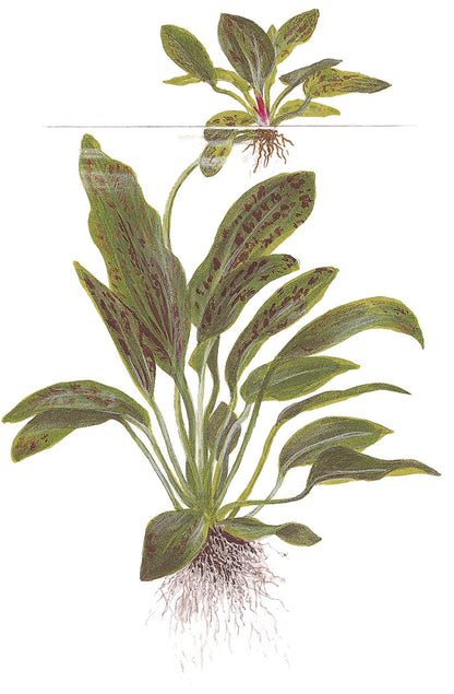 Echinodorus 'Ozelot Green' Potted Aquarium Plant — Potted