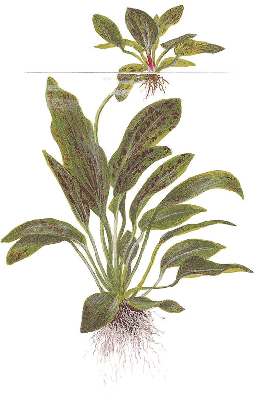 Echinodorus 'Ozelot Green' Potted Aquarium Plant — Potted