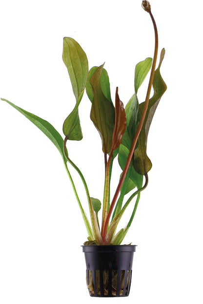 Echinodorus 'Red Diamond' Potted Aquarium Plant — Potted