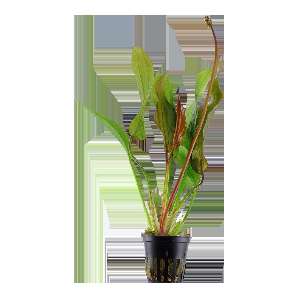 Echinodorus 'Red Diamond' Potted Aquarium Plant — Potted
