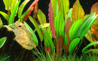 Echinodorus 'Red Diamond' Potted Aquarium Plant — Potted