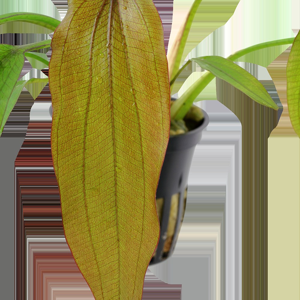 Echinodorus 'Red Diamond' Potted Aquarium Plant — Potted