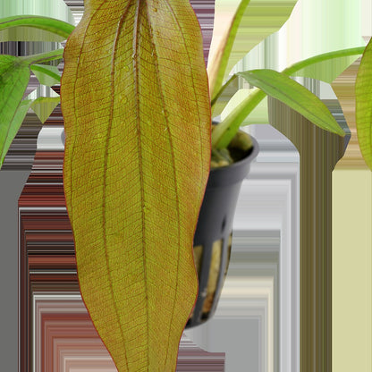 Echinodorus 'Red Diamond' Potted Aquarium Plant — Potted