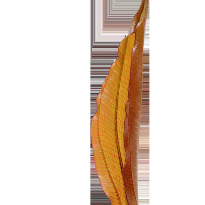 Echinodorus 'Red Diamond' Potted Aquarium Plant — Potted