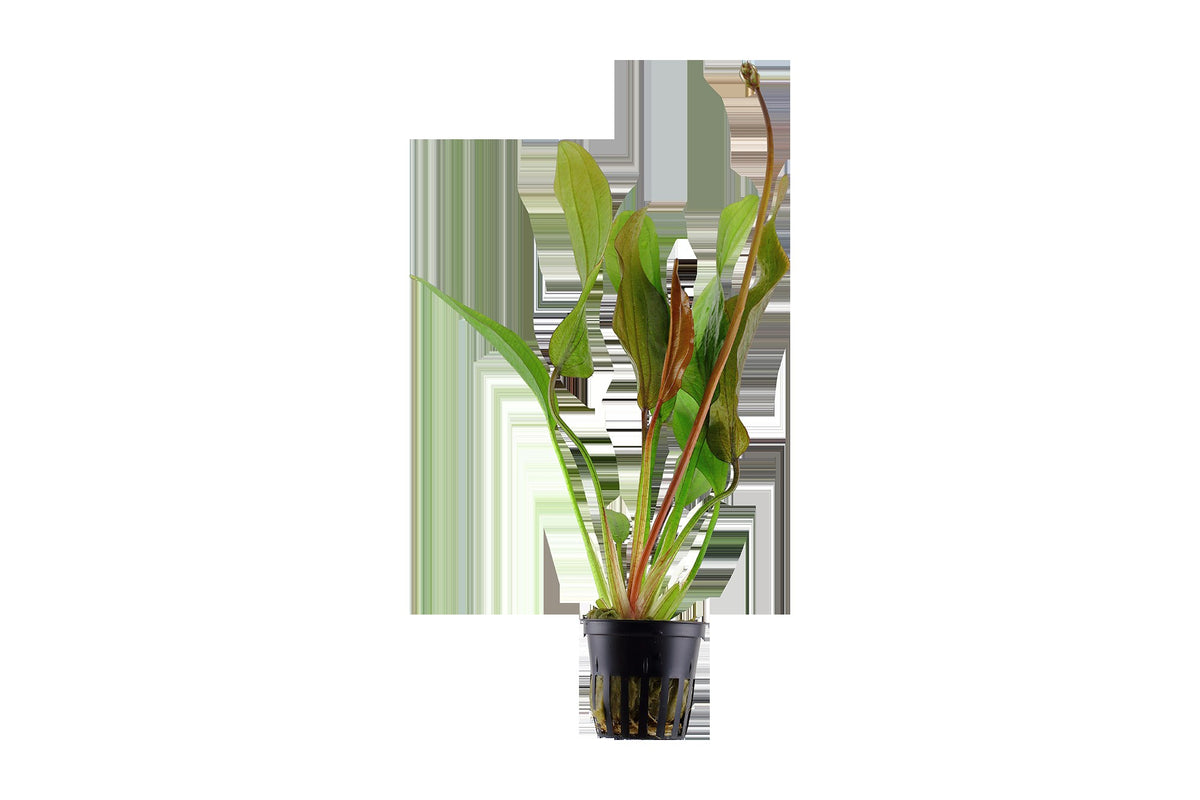 Echinodorus 'Red Diamond' Potted Aquarium Plant — Potted