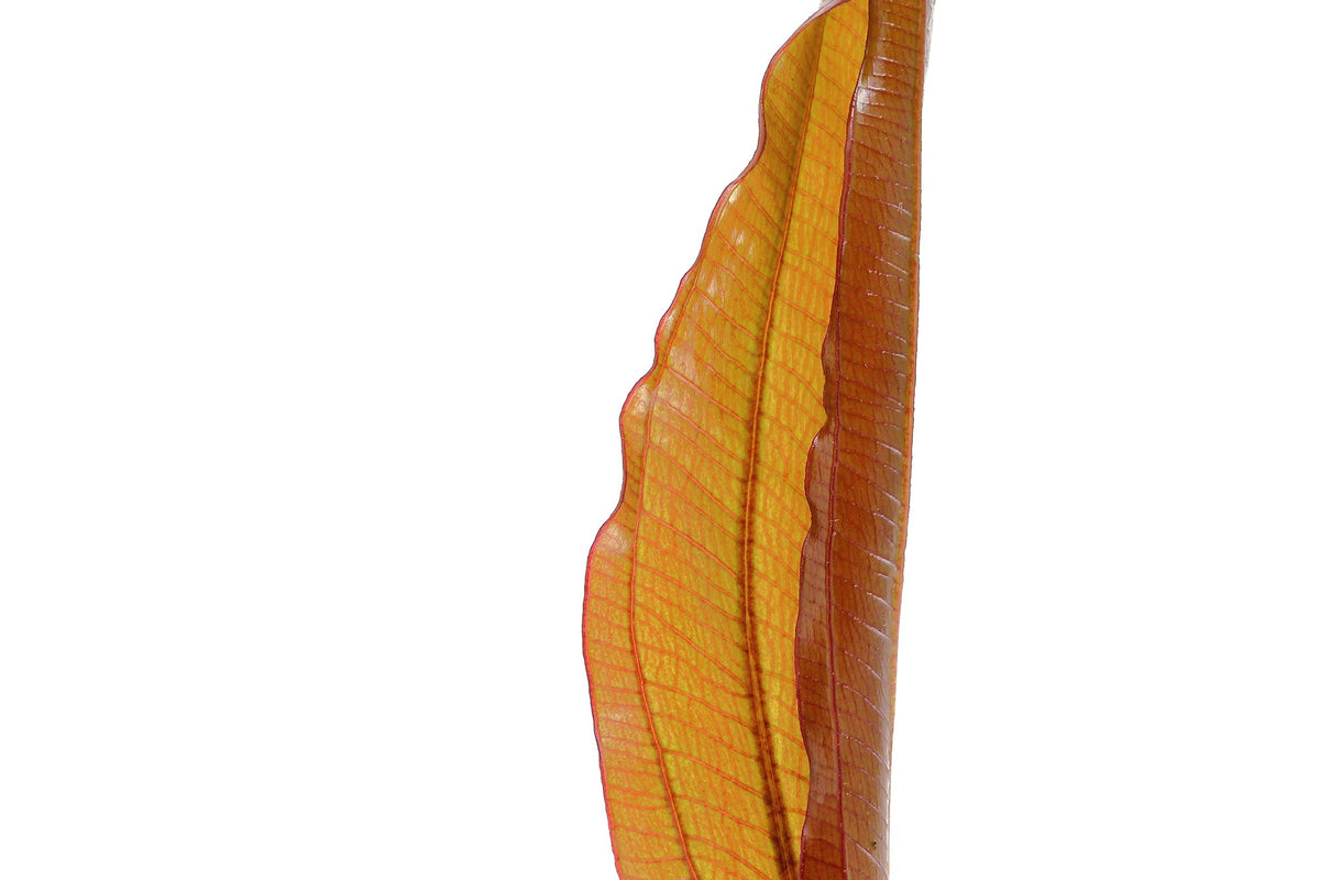 Echinodorus 'Red Diamond' Potted Aquarium Plant — Potted